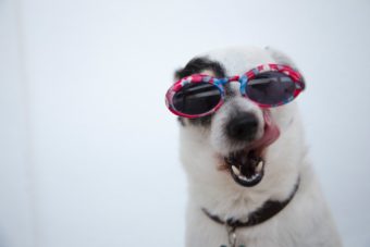 כלב שמח עם משקפי שמש